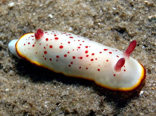 Chromodoris daphne